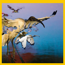 Load image into Gallery viewer, BOO HISS 'psyche birds' pro-dvdr / cassette / stickers